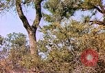 Standbild Giraffen Afrika südlich der Sahara, 1958, aus Sekunde 56 historischem Filmmaterial Videoclip 65675058737
