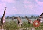 Standbild Giraffen Afrika südlich der Sahara, 1958, aus Sekunde 57 historischem Filmmaterial Videoclip 65675058737