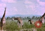 Standbild Giraffen Afrika südlich der Sahara, 1958, aus Sekunde 58 historischem Filmmaterial Videoclip 65675058737