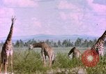 Standbild Giraffen Afrika südlich der Sahara, 1958, aus Sekunde 59 historischem Filmmaterial Videoclip 65675058737