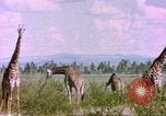Standbild Giraffen Afrika südlich der Sahara, 1958, aus Sekunde 60 historischem Filmmaterial Videoclip 65675058737