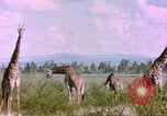 Standbild Giraffen Afrika südlich der Sahara, 1958, aus Sekunde 61 historischem Filmmaterial Videoclip 65675058737