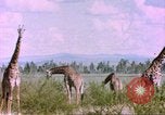 Standbild Giraffen Afrika südlich der Sahara, 1958, aus Sekunde 62 historischem Filmmaterial Videoclip 65675058737