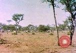 Standbild eine Herde Zebras Afrika südlich der Sahara, 1958, aus Sekunde 1 historischem Filmmaterial Videoclip 65675058738