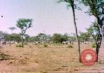 Standbild eine Herde Zebras Afrika südlich der Sahara, 1958, aus Sekunde 3 historischem Filmmaterial Videoclip 65675058738