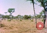 Standbild eine Herde Zebras Afrika südlich der Sahara, 1958, aus Sekunde 4 historischem Filmmaterial Videoclip 65675058738