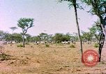 Standbild eine Herde Zebras Afrika südlich der Sahara, 1958, aus Sekunde 5 historischem Filmmaterial Videoclip 65675058738