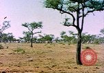 Standbild eine Herde Zebras Afrika südlich der Sahara, 1958, aus Sekunde 6 historischem Filmmaterial Videoclip 65675058738
