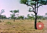 Standbild eine Herde Zebras Afrika südlich der Sahara, 1958, aus Sekunde 7 historischem Filmmaterial Videoclip 65675058738