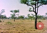 Standbild eine Herde Zebras Afrika südlich der Sahara, 1958, aus Sekunde 8 historischem Filmmaterial Videoclip 65675058738