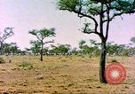 Standbild eine Herde Zebras Afrika südlich der Sahara, 1958, aus Sekunde 9 historischem Filmmaterial Videoclip 65675058738