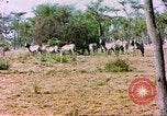 Standbild eine Herde Zebras Afrika südlich der Sahara, 1958, aus Sekunde 10 historischem Filmmaterial Videoclip 65675058738