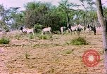 Standbild eine Herde Zebras Afrika südlich der Sahara, 1958, aus Sekunde 11 historischem Filmmaterial Videoclip 65675058738