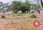 Standbild eine Herde Zebras Afrika südlich der Sahara, 1958, aus Sekunde 12 historischem Filmmaterial Videoclip 65675058738