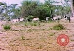 Standbild eine Herde Zebras Afrika südlich der Sahara, 1958, aus Sekunde 13 historischem Filmmaterial Videoclip 65675058738