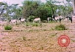 Standbild eine Herde Zebras Afrika südlich der Sahara, 1958, aus Sekunde 14 historischem Filmmaterial Videoclip 65675058738