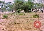 Standbild eine Herde Zebras Afrika südlich der Sahara, 1958, aus Sekunde 15 historischem Filmmaterial Videoclip 65675058738