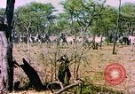 Standbild eine Herde Zebras Afrika südlich der Sahara, 1958, aus Sekunde 16 historischem Filmmaterial Videoclip 65675058738
