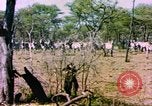 Standbild eine Herde Zebras Afrika südlich der Sahara, 1958, aus Sekunde 17 historischem Filmmaterial Videoclip 65675058738