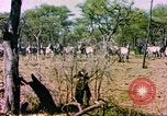 Standbild eine Herde Zebras Afrika südlich der Sahara, 1958, aus Sekunde 18 historischem Filmmaterial Videoclip 65675058738