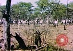 Standbild eine Herde Zebras Afrika südlich der Sahara, 1958, aus Sekunde 19 historischem Filmmaterial Videoclip 65675058738