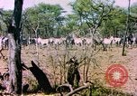 Standbild eine Herde Zebras Afrika südlich der Sahara, 1958, aus Sekunde 20 historischem Filmmaterial Videoclip 65675058738