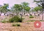 Standbild eine Herde Zebras Afrika südlich der Sahara, 1958, aus Sekunde 21 historischem Filmmaterial Videoclip 65675058738