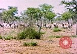 Standbild eine Herde Zebras Afrika südlich der Sahara, 1958, aus Sekunde 22 historischem Filmmaterial Videoclip 65675058738