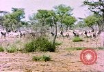 Standbild eine Herde Zebras Afrika südlich der Sahara, 1958, aus Sekunde 23 historischem Filmmaterial Videoclip 65675058738