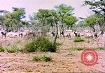 Standbild eine Herde Zebras Afrika südlich der Sahara, 1958, aus Sekunde 24 historischem Filmmaterial Videoclip 65675058738