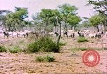 Standbild eine Herde Zebras Afrika südlich der Sahara, 1958, aus Sekunde 25 historischem Filmmaterial Videoclip 65675058738