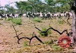 Standbild eine Herde Zebras Afrika südlich der Sahara, 1958, aus Sekunde 27 historischem Filmmaterial Videoclip 65675058738