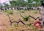 Standbild eine Herde Zebras Afrika südlich der Sahara, 1958, aus Sekunde 28 historischem Filmmaterial Videoclip 65675058738