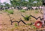 Standbild eine Herde Zebras Afrika südlich der Sahara, 1958, aus Sekunde 29 historischem Filmmaterial Videoclip 65675058738