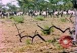 Standbild eine Herde Zebras Afrika südlich der Sahara, 1958, aus Sekunde 30 historischem Filmmaterial Videoclip 65675058738