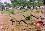 Standbild eine Herde Zebras Afrika südlich der Sahara, 1958, aus Sekunde 31 historischem Filmmaterial Videoclip 65675058738