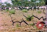 Standbild eine Herde Zebras Afrika südlich der Sahara, 1958, aus Sekunde 32 historischem Filmmaterial Videoclip 65675058738