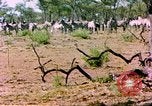 Standbild eine Herde Zebras Afrika südlich der Sahara, 1958, aus Sekunde 33 historischem Filmmaterial Videoclip 65675058738