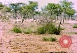 Standbild eine Herde Zebras Afrika südlich der Sahara, 1958, aus Sekunde 34 historischem Filmmaterial Videoclip 65675058738