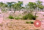 Standbild eine Herde Zebras Afrika südlich der Sahara, 1958, aus Sekunde 35 historischem Filmmaterial Videoclip 65675058738