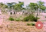 Standbild eine Herde Zebras Afrika südlich der Sahara, 1958, aus Sekunde 36 historischem Filmmaterial Videoclip 65675058738