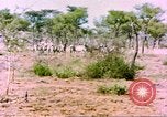 Standbild eine Herde Zebras Afrika südlich der Sahara, 1958, aus Sekunde 37 historischem Filmmaterial Videoclip 65675058738