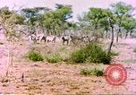 Standbild eine Herde Zebras Afrika südlich der Sahara, 1958, aus Sekunde 38 historischem Filmmaterial Videoclip 65675058738