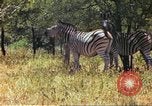 Standbild eine Herde Zebras Afrika südlich der Sahara, 1958, aus Sekunde 39 historischem Filmmaterial Videoclip 65675058738