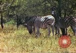 Standbild eine Herde Zebras Afrika südlich der Sahara, 1958, aus Sekunde 40 historischem Filmmaterial Videoclip 65675058738