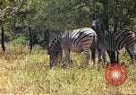 Standbild eine Herde Zebras Afrika südlich der Sahara, 1958, aus Sekunde 41 historischem Filmmaterial Videoclip 65675058738
