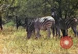 Standbild eine Herde Zebras Afrika südlich der Sahara, 1958, aus Sekunde 42 historischem Filmmaterial Videoclip 65675058738