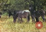 Standbild eine Herde Zebras Afrika südlich der Sahara, 1958, aus Sekunde 43 historischem Filmmaterial Videoclip 65675058738