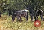 Standbild eine Herde Zebras Afrika südlich der Sahara, 1958, aus Sekunde 44 historischem Filmmaterial Videoclip 65675058738