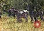 Standbild eine Herde Zebras Afrika südlich der Sahara, 1958, aus Sekunde 45 historischem Filmmaterial Videoclip 65675058738